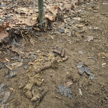 Bark Yard - Back Yard in need of deep cleaning after a long winter. - Pet Waste Removal Near Me - Groton, Connecticut Bark Yard - Back Yard in need of deep cleaning after a long winter. - Pet Waste Removal Near Me - Groton, Connecticut
