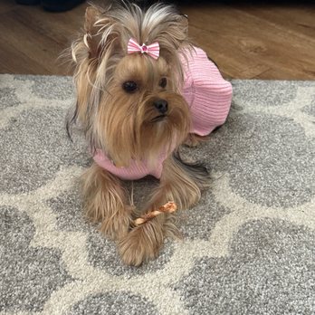 Blueberry Brook Yorkies - Khloe at 8 months - Pet Breeders Near Me Blueberry Brook Yorkies - Khloe at 8 months - Pet Breeders Near Me