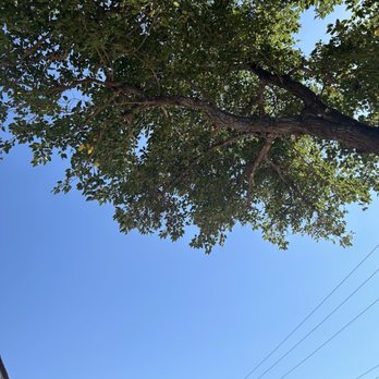Roberts Tree Service - Tree Services Near Me - Albuquerque, New Mexico