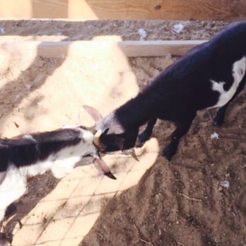 Devine Acres Farm - Mind melding goats - Amusement Parks Near Me - Devine, Texas Devine Acres Farm - Mind melding goats - Amusement Parks Near Me - Devine, Texas