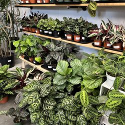 Arium Botanicals