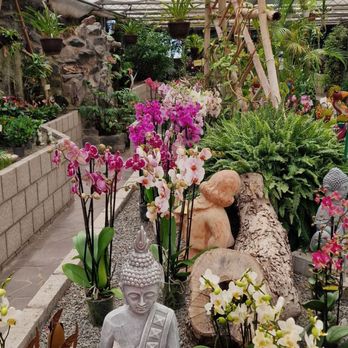 Café Orchidee & Orchideen Netzer - Orchideen - Cafes Near Me - Birkenau, HE Café Orchidee & Orchideen Netzer - Orchideen - Cafes Near Me - Birkenau, HE