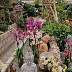 Café Orchidee & Orchideen Netzer - Orchideen