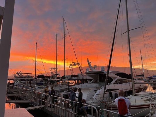 Maui Dreams Dive Co by null