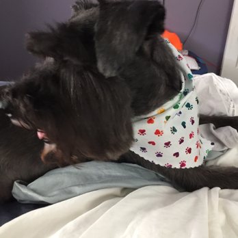 Pet Spaw - Love the bandana - Pet Groomers Near Me - Glendora, California Pet Spaw - Love the bandana - Pet Groomers Near Me - Glendora, California