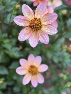 Volunteer Park by null