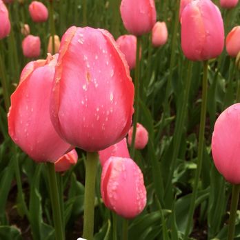 Centennial Park - Parks Near Me - Holland, Michigan Centennial Park - Parks Near Me - Holland, Michigan