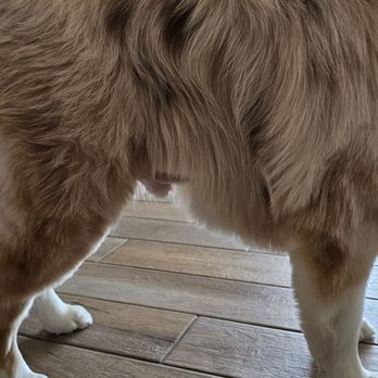 Wags N Whiskers - Pet Groomers Near Me - Sahuarita, Arizona Wags N Whiskers - Pet Groomers Near Me - Sahuarita, Arizona