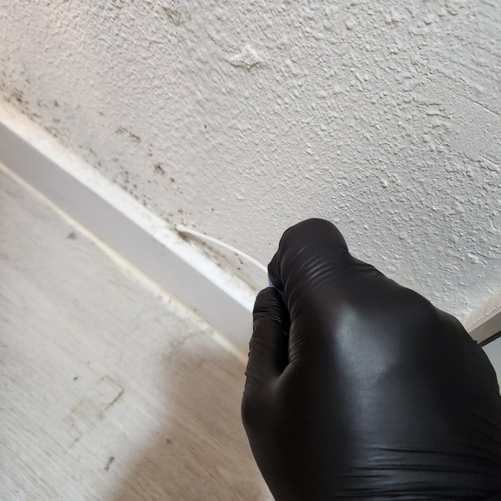 Catch My Mold - Environmental Testing Near Me - Los Angeles, California Catch My Mold - Environmental Testing Near Me - Los Angeles, California