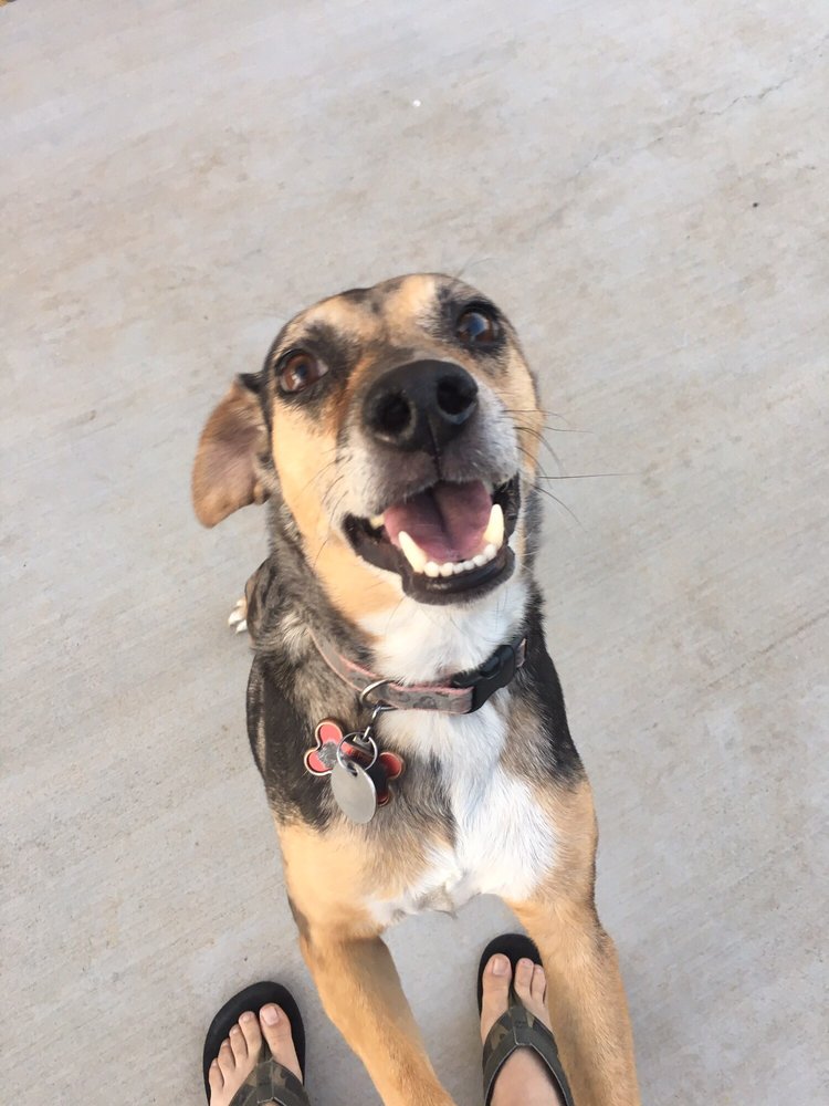 PETPALS PETSITTING 17 Photos Phoenix, Arizona Pet Sitting Phone