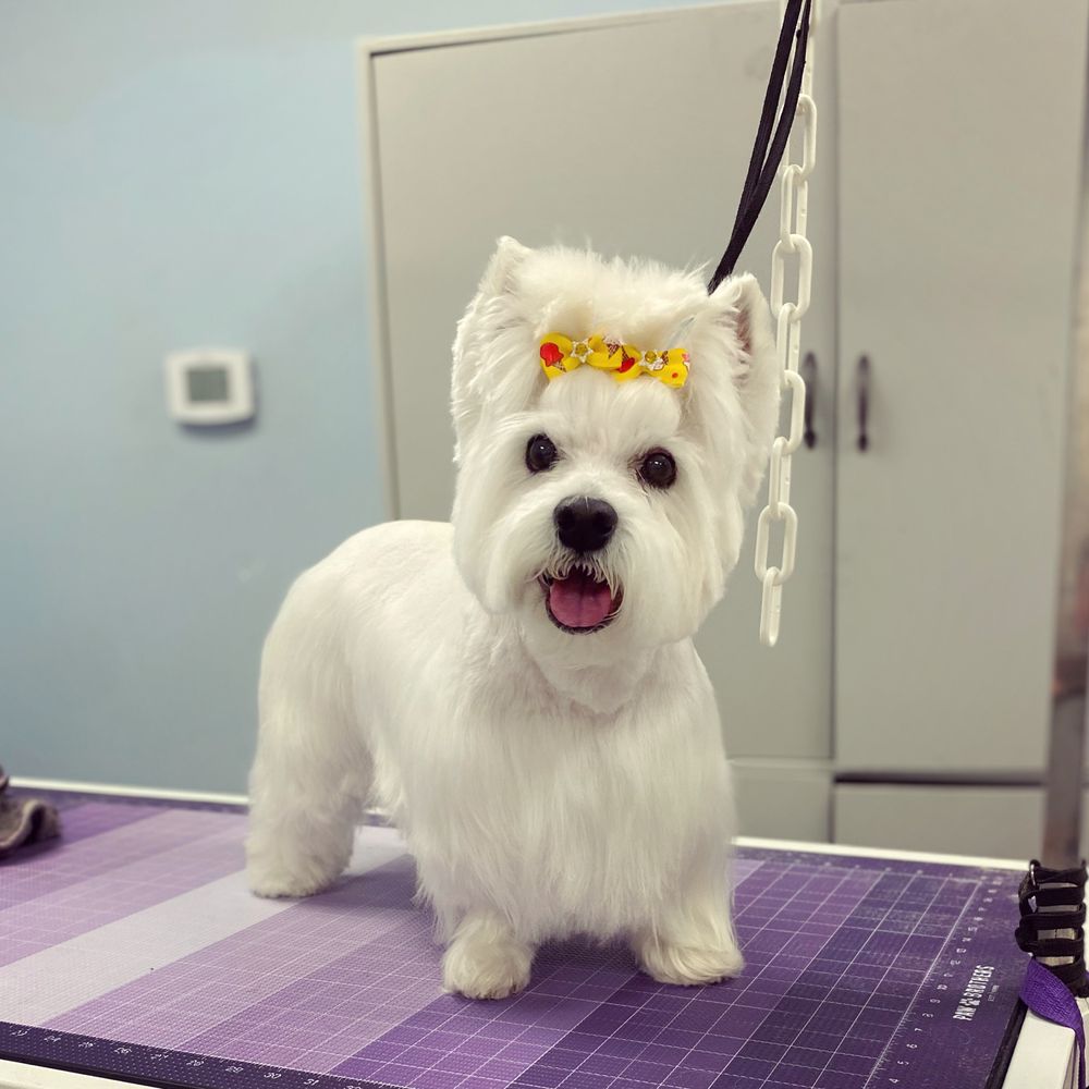 FLUFFING GOOD GROOMING CLOSED Updated September 2024 42 Photos