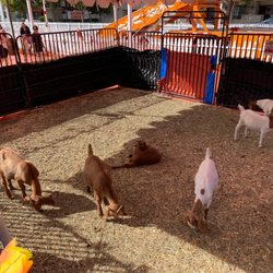 ABC Tree Farms & Pick of the Patch Pumpkins - Petting zoo - wasn't a hit lol