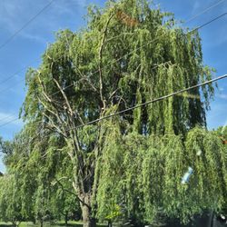 Asplundh Tree Expert - Healthy out, dead in