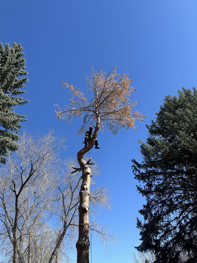 HELPING HAND TREE SERVICE Updated September 2024 12 Photos 72 E