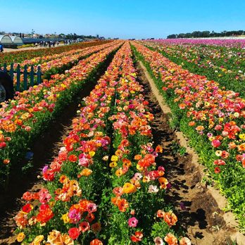 The Flower Fields - Venues & Event Spaces Near Me - Carlsbad, California The Flower Fields - Venues & Event Spaces Near Me - Carlsbad, California