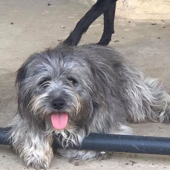 Pawsitively Pawsome - Happy foster pup - Dog Walkers Near Me