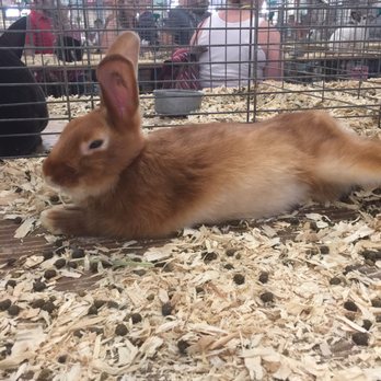 New York State Fair - Pretty fluff bunny - Festivals Near Me - Syracuse, New York