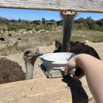 Ostrichland USA - Attraction Farms Near Me - Solvang, California Ostrichland USA - Attraction Farms Near Me - Solvang, California