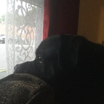 Alicyn's Laundro-Mutt - Waiting to go.... - Pet Sitting Near Me - Salem, Massachusetts