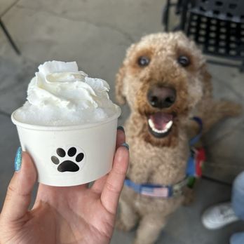 Just-A-Craving - Pup cup - Shaved Ice Near Me - Salt Lake City, Utah Just-A-Craving - Pup cup - Shaved Ice Near Me - Salt Lake City, Utah