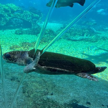 Sea World - Venues & Event Spaces Near Me - Main Beach, QLD Sea World - Venues & Event Spaces Near Me - Main Beach, QLD