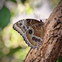 Wilhelma - Schmetterling