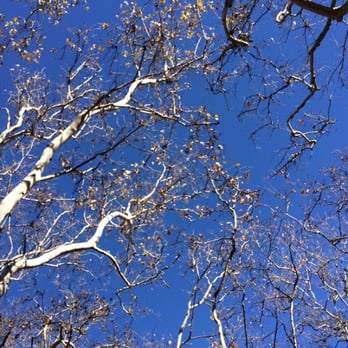 Circle Bar B Stables - Tall tree and blue, blue sky - Horseback Riding Near Me - Santa Barbara, California Circle Bar B Stables - Tall tree and blue, blue sky - Horseback Riding Near Me - Santa Barbara, California