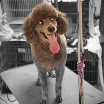 Shag-n-wag grooming - Pet Groomers Near Me - Warsaw, New York Shag-n-wag grooming - Pet Groomers Near Me - Warsaw, New York