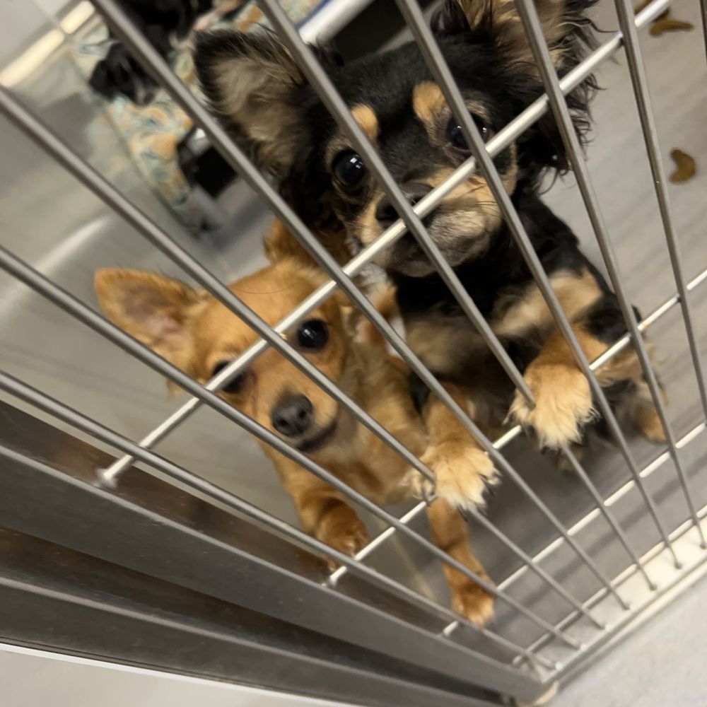 THE BEST 10 ANIMAL SHELTERS in MODESTO, CA - Updated 2026 - Hours - Yelp