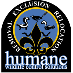 Humane Wildlife Control Solutions