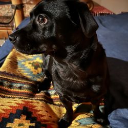 A Boulder Body Mind Spirit Counseling - Oscar the therapy dog