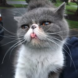 Delaware County Humane Society