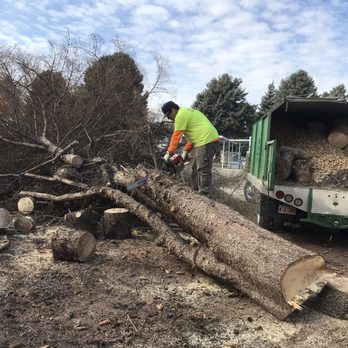 Adrian's Tree and Landscape Services - Adrians son cutting up hauling away dead pine tree - Tree Services Near Me - West Point, Utah Adrian's Tree and Landscape Services - Adrians son cutting up hauling away dead pine tree - Tree Services Near Me - West Point, Utah