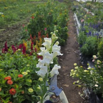 Abma's Farm - Abma's Farm in Wycoff. Flower Fields - Farmers Market Near Me - Wyckoff, New Jersey Abma's Farm - Abma's Farm in Wycoff. Flower Fields - Farmers Market Near Me - Wyckoff, New Jersey