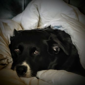 Greenhill Humane Society, SPCA - Meet Prince! - Animal Shelters Near Me - Eugene, Oregon