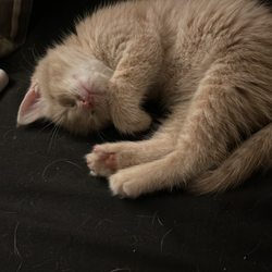 Valley Green Veterinary Hospital - my kitten simba