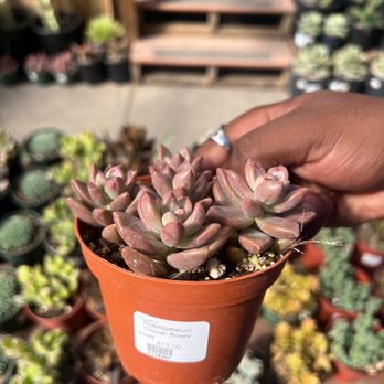 Succulence - Team Building Activities Near Me