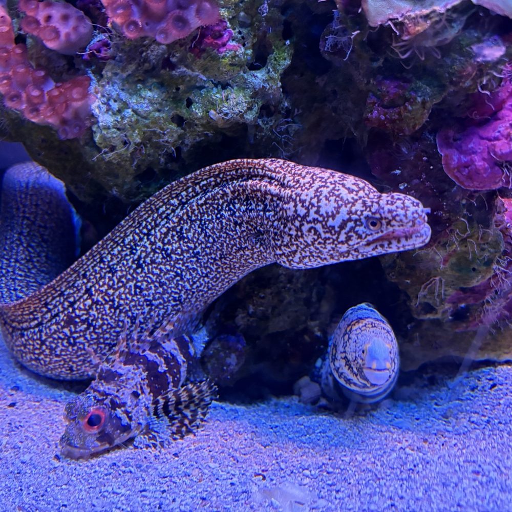 Moray Eel Moray Eel