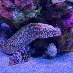 Moray Eel Moray Eel
