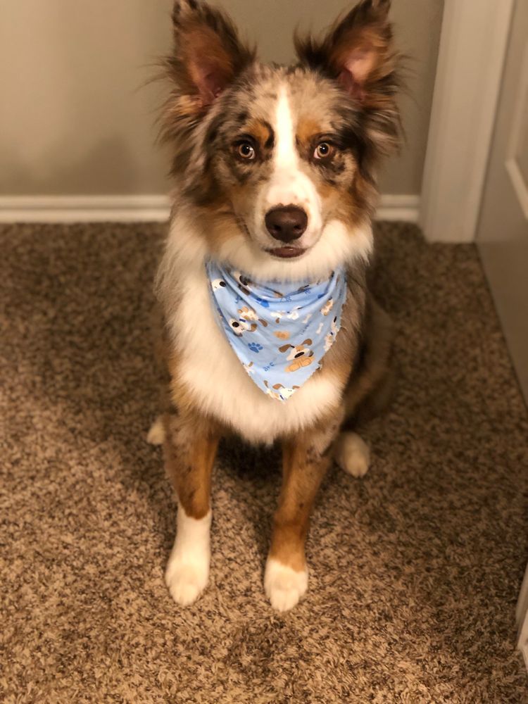 GROOMER A GOGO PET MARKET & SALON 17 Photos & 17 Reviews 4141 N