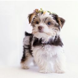 Yorkie and Morkie Boutique - Chocolate parti yorkie