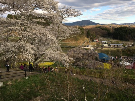 Miharu Takizakura by null