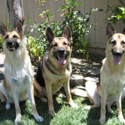 Jenny's Pet-Sitting - Li Mei, Kanji & Jia