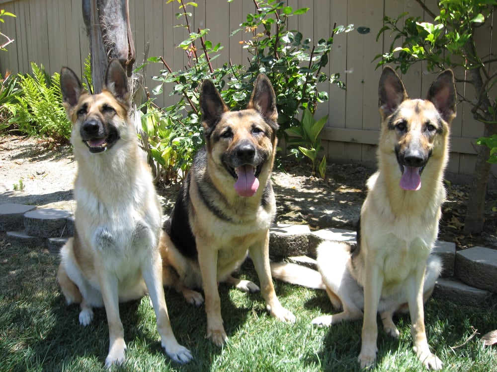 JENNY’S PETSITTING Updated October 2024 Oceanside, California Pet Sitting Phone Number