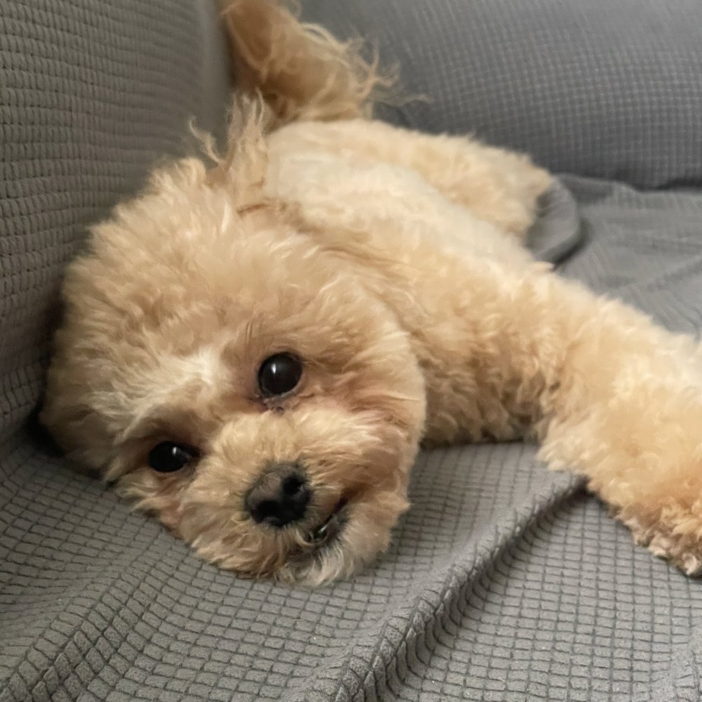 Happy Dog Grooming - Wendy - Pet Groomers Near Me - Ontario, California Happy Dog Grooming - Wendy - Pet Groomers Near Me - Ontario, California