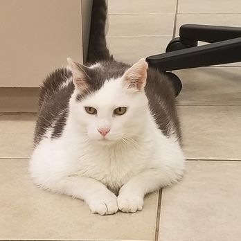 Fairview Hospital for Animals - Moe our clinic cat - Veterinarians Near Me - Decatur, Illinois Fairview Hospital for Animals - Moe our clinic cat - Veterinarians Near Me - Decatur, Illinois
