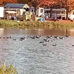 Scottyland Camping Resort & Rv Sales Center - Ducks in the lake