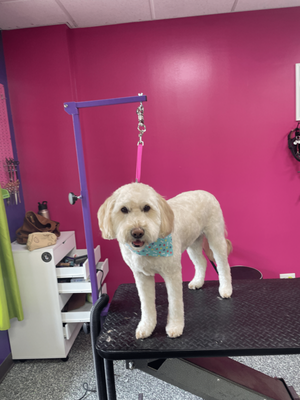 Doggy Style Salon by null