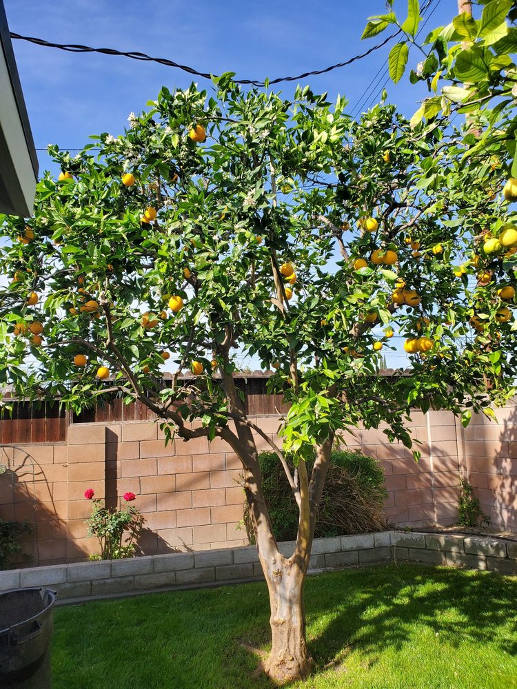 EMPIRE LANDSCAPE Updated May 2024 171 Photos & 16 Reviews Northridge, California