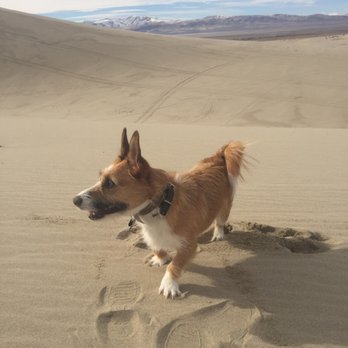 Hands To Paws - Pet Groomers Near Me - Reno, Nevada Hands To Paws - Pet Groomers Near Me - Reno, Nevada